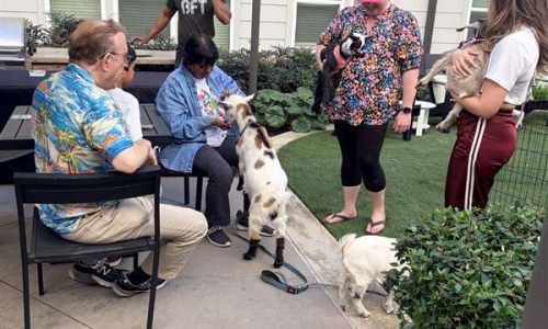a group of people holding goats