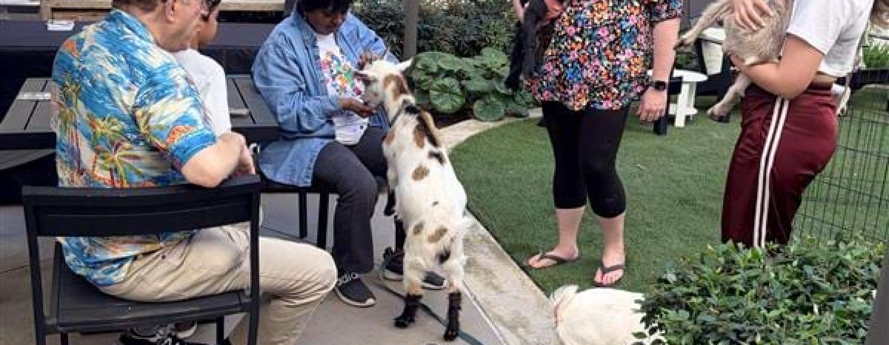 a group of people holding goats